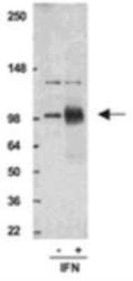 Western Blot: Stat1 [p Ser727] Antibody [NBP1-97487] - Analysis of untreated (1) and IFNalpha-treated (2) HeLa cells probed with Stat1 (pSer727), pAb.